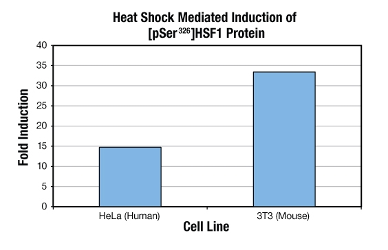 [pSer326]HSF1 ELISA kit image