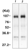 HGF/SF monoclonal antibody (A10) Immunoprecipitation