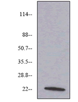 VEGF monoclonal antibody (6B7) Western blot