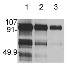 HGF/SF monoclonal antibody (7-2) Western blot