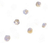 ASC polyclonal antibody Immunocytochemistry