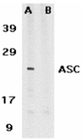 ASC polyclonal antibody Western blot