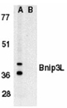 Bnip3L (IN) polyclonal antibody Western blot