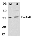 EndoG polyclonal antibody Western blot