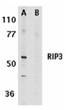 RIP3 polyclonal antibody Western blot