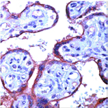 eNOS polyclonal antibody Immunohistochemistry