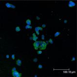 Bad monoclonal antibody (5E6) Immunofluorescence