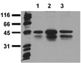 [pSer133]CREB monoclonal antibody (10E9) Western blot