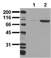 [pTyr1150/Tyr1151]Insulin receptor monoclonal antibody (10C3) Western blot