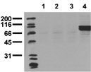 [pTyr1322]Insulin receptor monoclonal antibody (21G12) Western blot