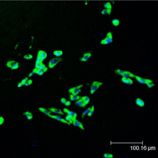 Shc monoclonal antibody (11F6) Immunofluorescence