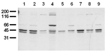 Shc monoclonal antibody (11F6) Western blot
