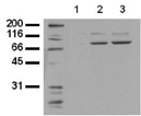 [pSer727]Stat3 monoclonal antibody (23G5) Western blot