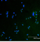 [pTyr695/Tyr699]Stat5 A/B monoclonal antibody (5G4) Immunofluorescence