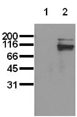 [pTyr695/Tyr699]Stat5 A/B monoclonal antibody (5G4) Western blot