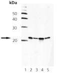 Smac/DIABLO monoclonal antibody (79-1-83) Western blot