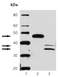 Caspase-9 monoclonal antibody (10-1-87) Western blot