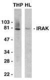 IRAK-1 polyclonal antibody Western blot