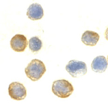 β-Actin polyclonal antibody Immunocytochemistry