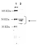 Serotonin receptor 5HT1A polyclonal antibody Western blot