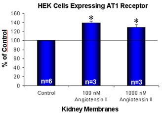 Angiotensin II receptor AT1 polyclonal antibody Cellular ELISA