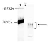 Opioid receptor μ polyclonal antibody Western blot