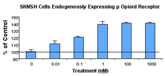 Opioid receptor μ polyclonal antibody Cellular ELISA