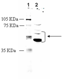 Opioid receptor δ polyclonal antibody Western blot