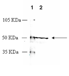 Vasopressin receptor V1b polyclonal antibody Western blot
