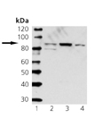 Stat3 monoclonal antibody (7G8) Western blot