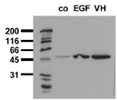 [pSer21]GSK-3α monoclonal antibody (9B8) Western blot