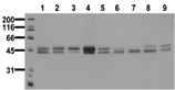 [pTyr279]GSK-3α and [pTyr216]GSK-3β monoclonal antibody (6D3) Western blot