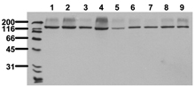 Raptor monoclonal antibody (10E10) Western blot