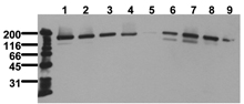 Rictor monoclonal antibody (1G11) Western blot