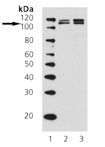 LSD1/AOF2 monoclonal antibody (1B2F2) Western blot
