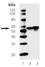 Chk1 monoclonal antibody (2G1D5) Western blot
