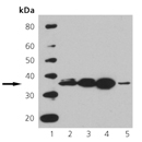 Cyclin D1 monoclonal antibody (DCS6) Western blot