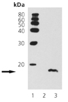 [pSer10]Histone H3 polyclonal antibody Western blot