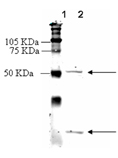 Endothelin receptor ETA polyclonal antibody Western blot