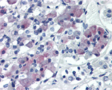 Ghrelin receptor GHS-R polyclonal antibody Immunohistochemistry