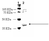 Ghrelin receptor GHS-R polyclonal antibody Western blot