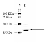 LTB4 receptor (BLT2) polyclonal antibody Western blot
