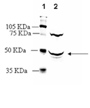 Neuropeptide Y receptor Y1 polyclonal antibody Western blot