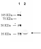 PGD2 receptor (DP1) polyclonal antibody Western blot