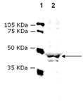 Vasopressin receptor V1a polyclonal antibody Western blot