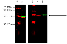 Angiotensin II receptor AT1 polyclonal antibody (DY-682 conjugate) Western blot