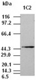 Jnk1 monoclonal antibody (1C2) Western blot