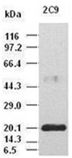 IL-6 monoclonal antibody (2C9) Western blot