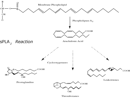 sPLA2 activity kit image