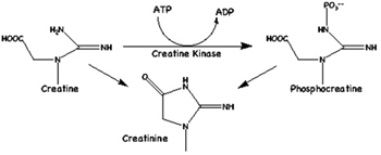Creatinine colorimetric detection kit image